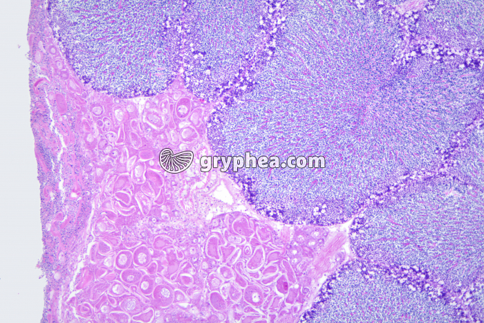 Hermaphrodisme Coquille St-Jacques x25 - gryphea.com